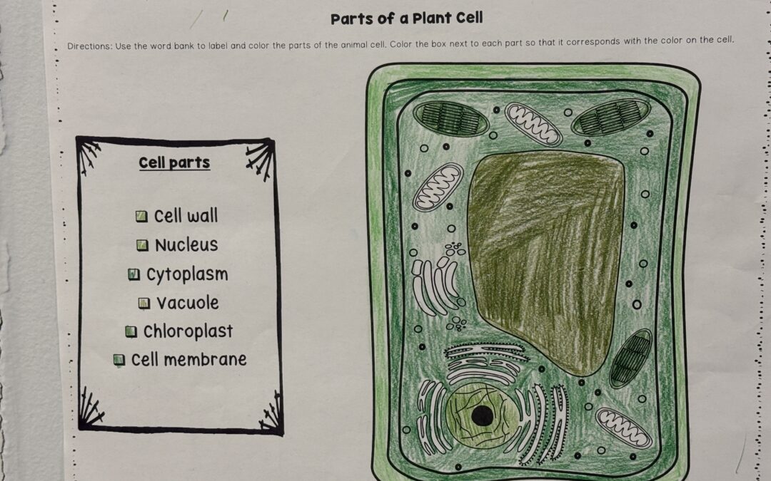 Microworld Continued